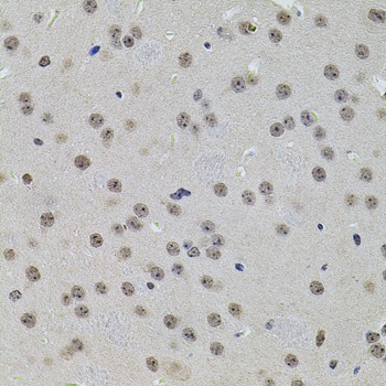 TFAM Antibody