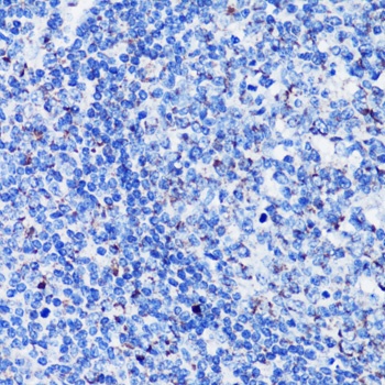 TFAM Antibody