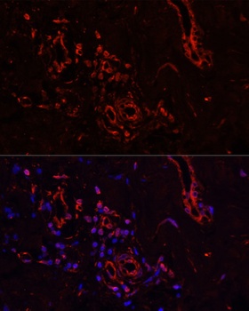 TFAM Antibody