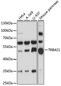 TRIM21 Antibody