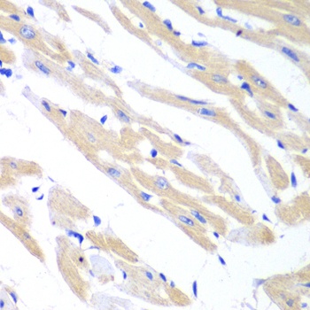 TRIM21 Antibody