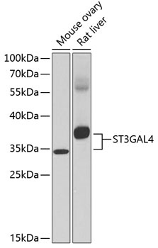 ST3GAL4 Antibody