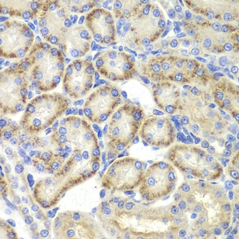 ST3GAL4 Antibody