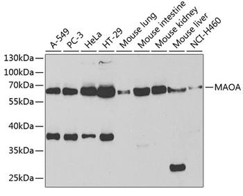 MAOA Antibody