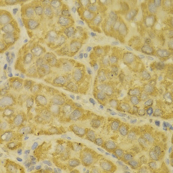 MAOA Antibody
