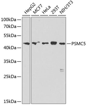 PSMC5 Antibody