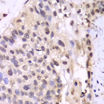 PSMA6 Antibody