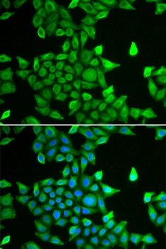 PSMA6 Antibody