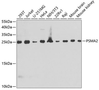 PSMA2 Antibody