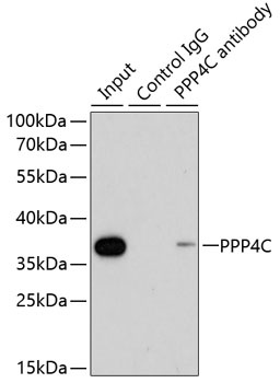 PPP4C Antibody