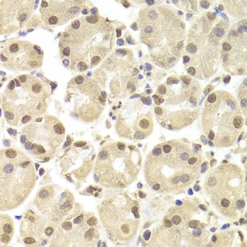 POU2F1 Antibody