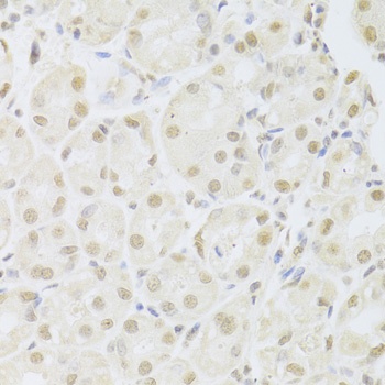 POU2F1 Antibody