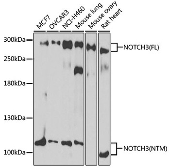 NOTCH3 Antibody
