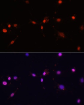 MCM5 Antibody