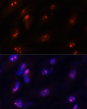 MCM5 Antibody