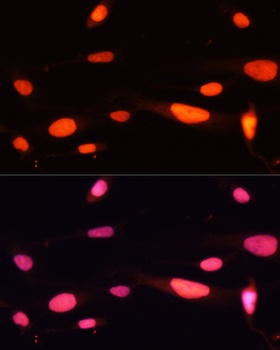 MCM5 Antibody