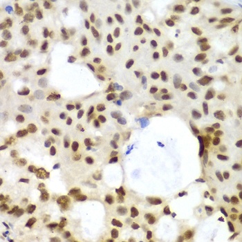 LIG3 Antibody