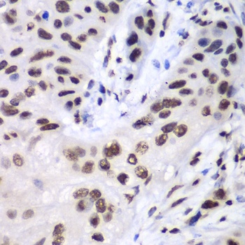 LIG3 Antibody