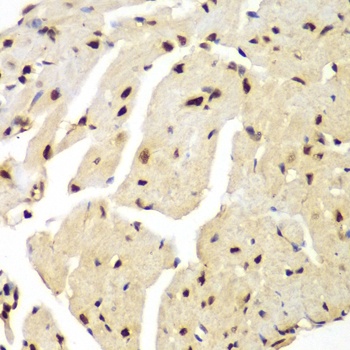 LIG3 Antibody