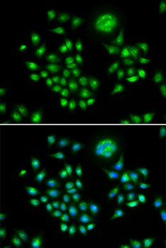 AGFG1 Antibody