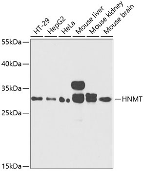 HNMT Antibody