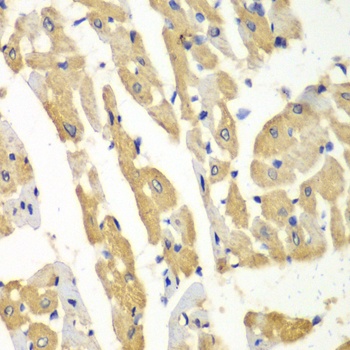 HNMT Antibody