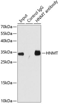 HNMT Antibody