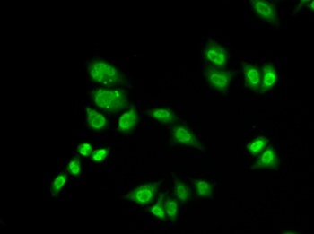 GTF2F2 Antibody