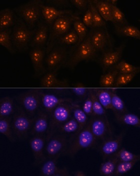 FBL Antibody