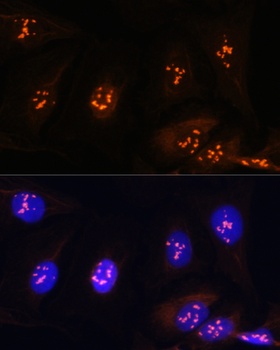 FBL Antibody