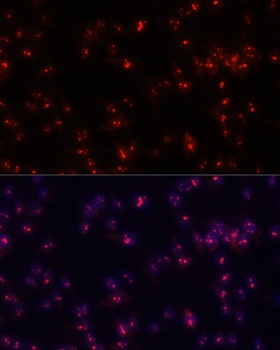 FBL Antibody