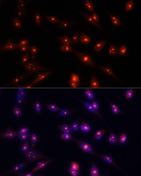 FBL Antibody