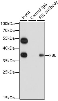 FBL Antibody