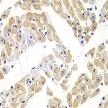 ELF3 Antibody