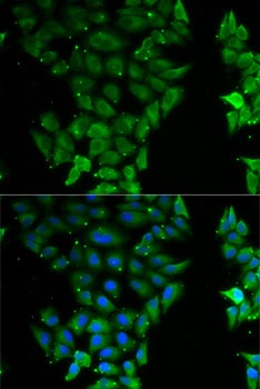 ELF3 Antibody