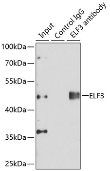 ELF3 Antibody