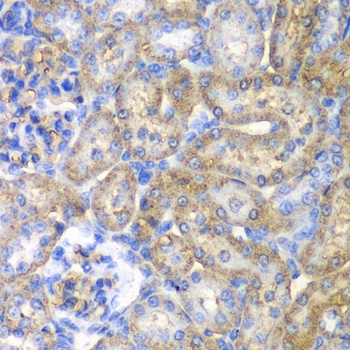 EHHADH Antibody