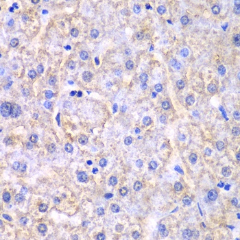 EHHADH Antibody