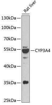 CYP3A4 Antibody