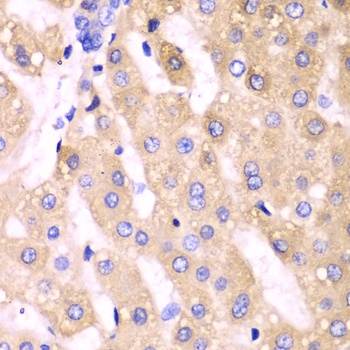 CYP3A4 Antibody