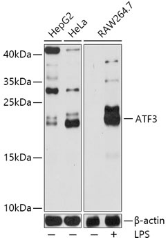 ATF3 Antibody