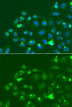 ATF3 Antibody