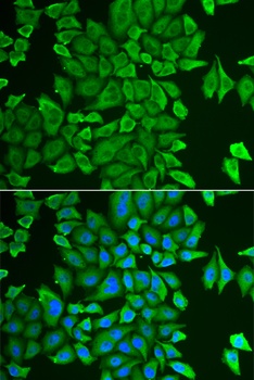 APEH Antibody