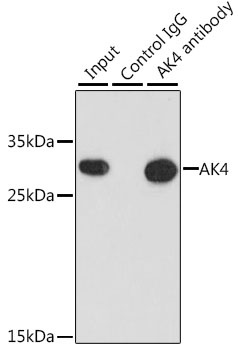 AK4 Antibody