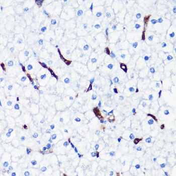 HMOX1 Antibody