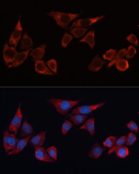 HMOX1 Antibody