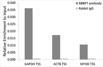 RBBP7 Antibody