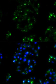 BOC Antibody