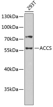 ACCS Antibody