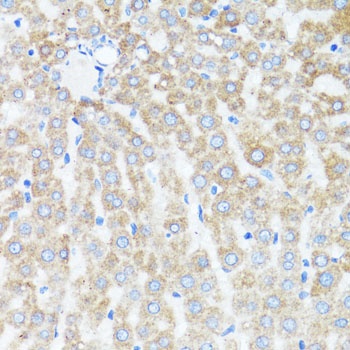 Cytochrome c Antibody
